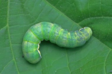 Beet armyworm larvae on green leaf in the wild clipart