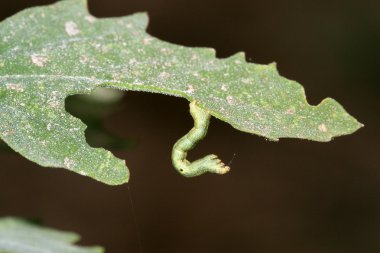 Insects on green leaf in the wild clipart