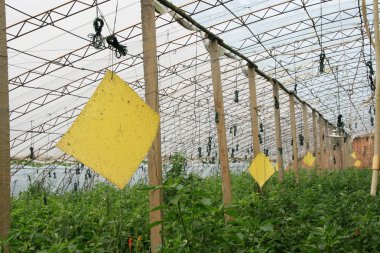 Yellow plate for traps insects in vegetables greenhouses clipart