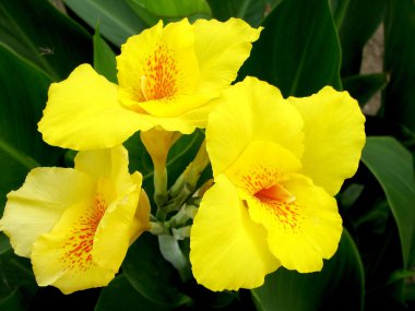 Canna generalis