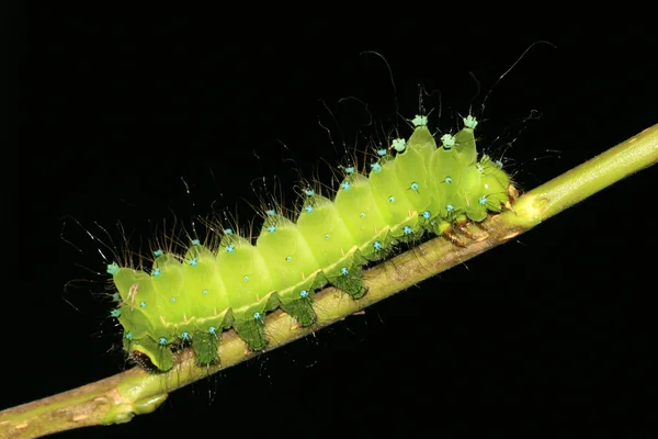 Gröna insekter larver — Stockfoto
