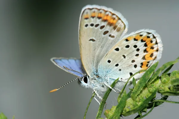 Butterfly — Stock Photo, Image