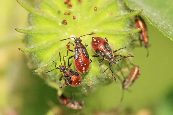 Stinkbug — стоковое фото