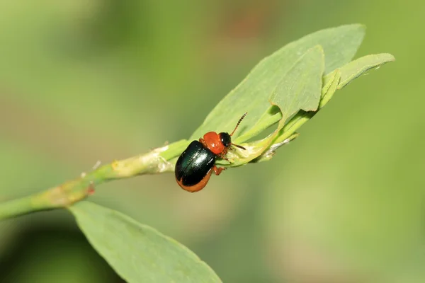 Leaf beetle — Stock Photo, Image