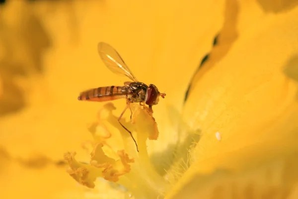 食蚜蝇科 — 图库照片