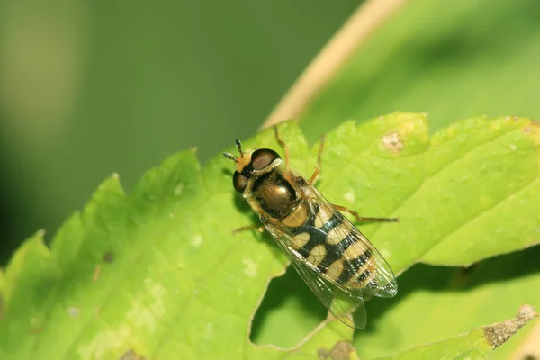 Syrphidae insectos —  Fotos de Stock