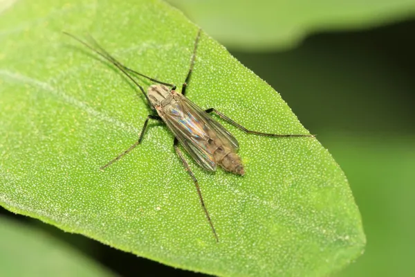 Diptera chionomidae комах на зеленому листі — стокове фото