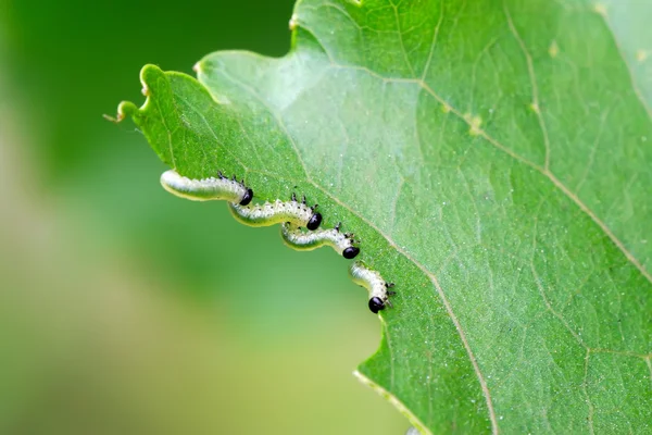 Grupos de insetos comendo folhas na natureza — Fotografia de Stock