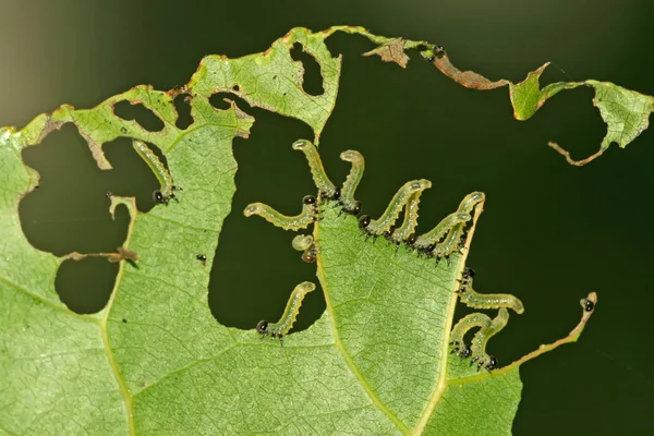 Skupiny hmyzu jíst listy v přírodě — Stock fotografie