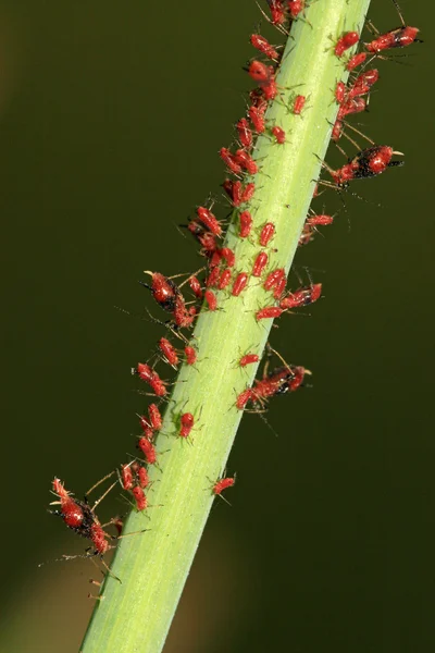 Aphid on green plant — Stock Photo, Image