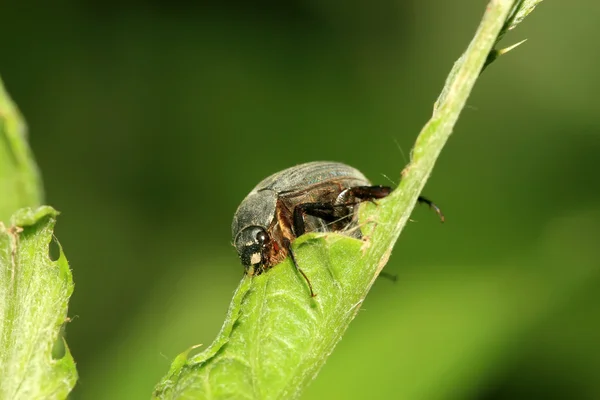 Dunkle Melolonthidae — Stockfoto