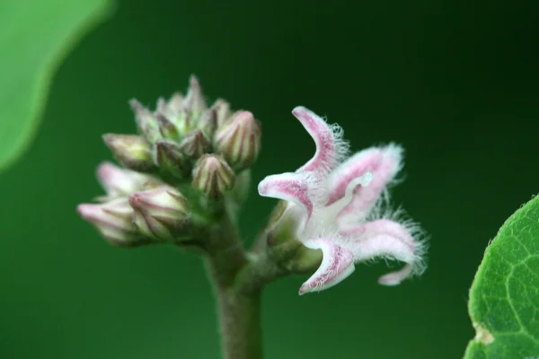 野生の花がユーフォルビア — ストック写真
