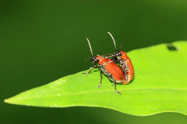 Acasalamento insetos, oulema vermelho na folha verde — Fotografia de Stock