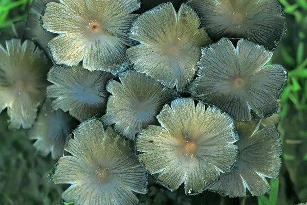 Closeup de fungos — Fotografia de Stock
