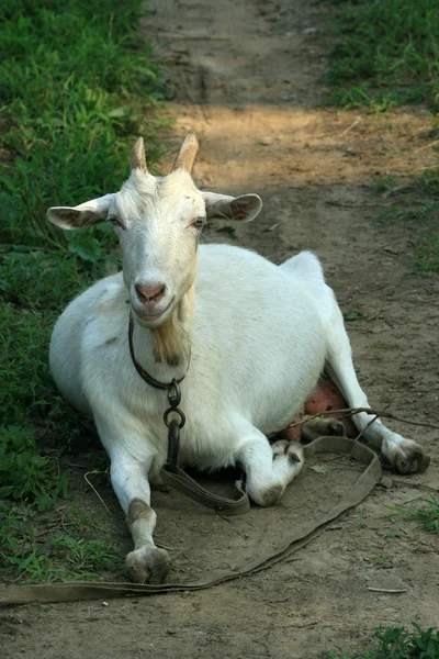 Closeup of goat — Stock Photo, Image