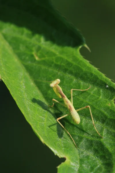 Mantis em folha verde — Fotografia de Stock