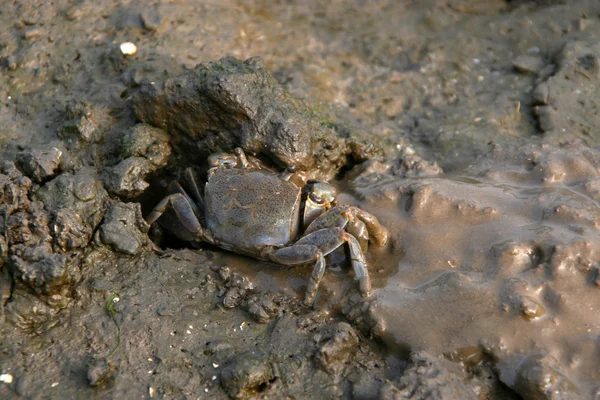 Closeup of Crab — Stock Photo, Image