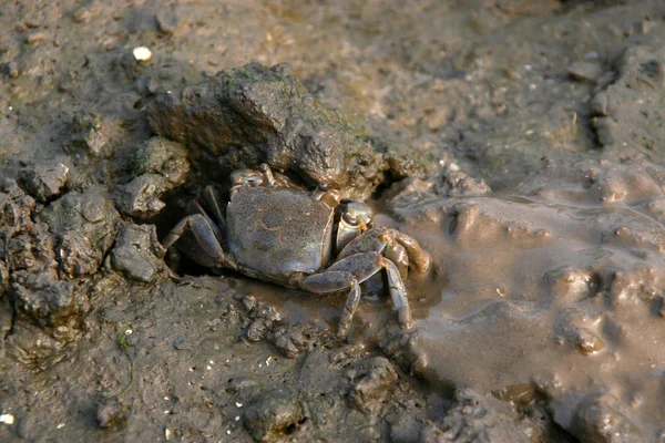 Stock image Closeup of Crab