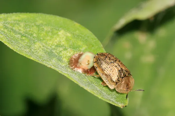 An insect is laying eggs on a green leaf — Stock Photo, Image