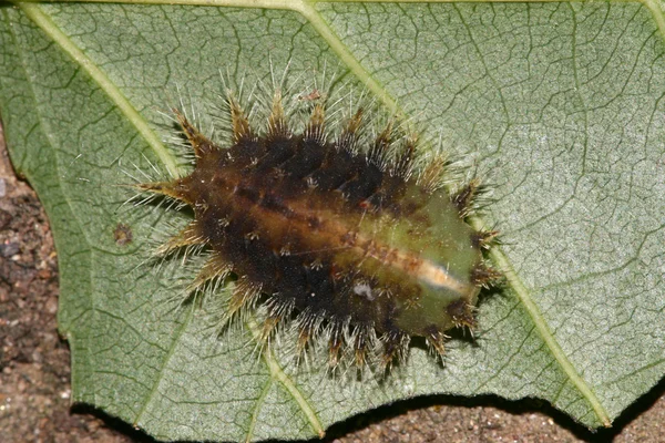 Lepidópteros sobre hoja verde —  Fotos de Stock