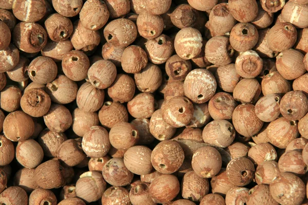 Семена лотоса — стоковое фото