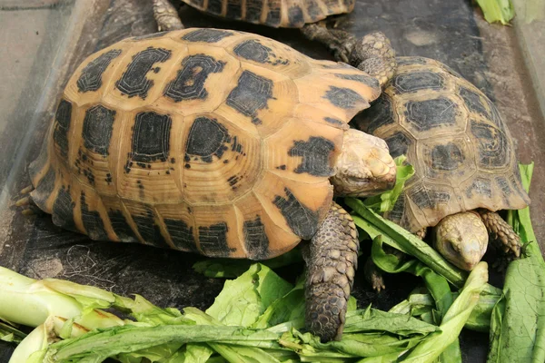 stock image Tortoise