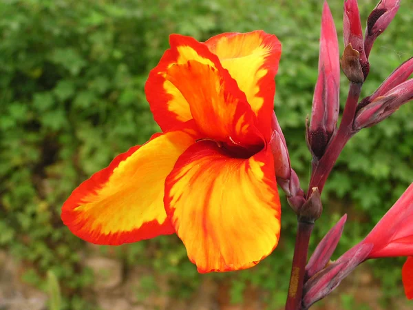 Fleur de canne dans un jardin — Photo
