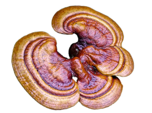 Ganoderma lucidum — Stockfoto