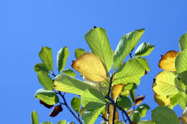 Növényi levelek az ég háttere — Stock Fotó