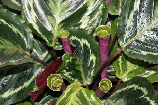 Perennial herb ornamental plants — Stock Photo, Image