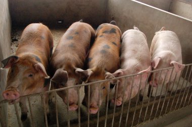 Pigs in a pigsty in a farm clipart