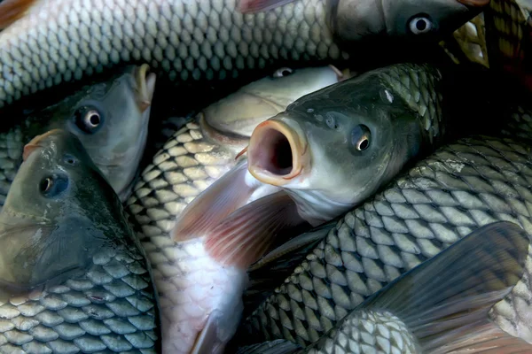 Peixe de água doce na lagoa, china — Fotografia de Stock
