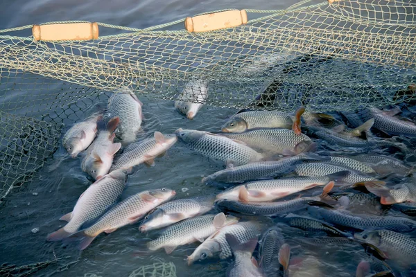 Прісноводні риби в ставку, Китай — стокове фото