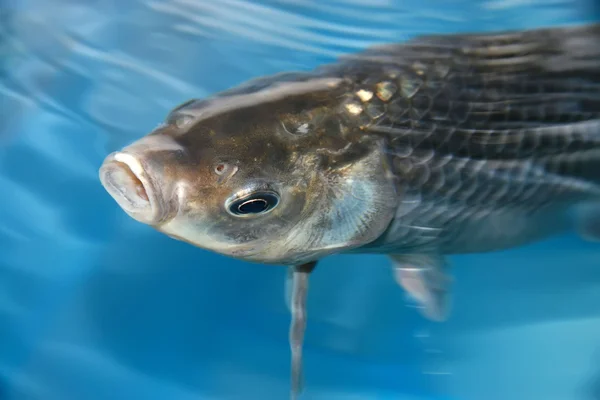 Carpe crucienne nageant dans une piscine — Photo