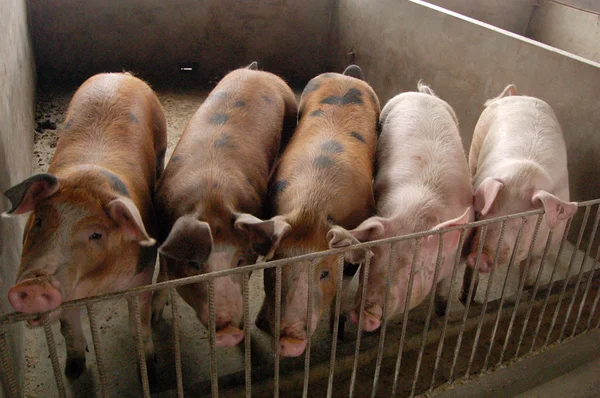 在猪舍在一个农场里的猪 — 图库照片