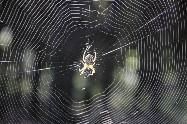 örümcek ve web.