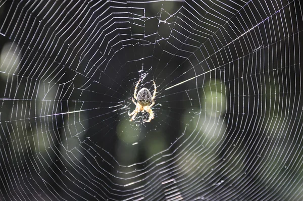 stock image Spider and its web.