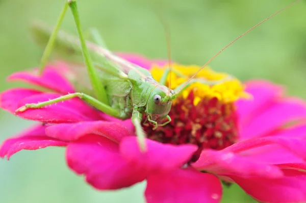 stock image Grasshopper on a flower.