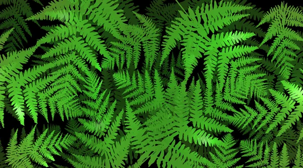 stock image Green fern background.