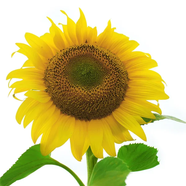 stock image Ripe sunflower isolated on white