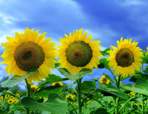 stock image Three sunflowers in a summer sunflower field