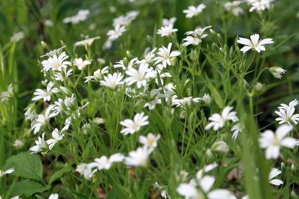 stock image Wild forest flowers