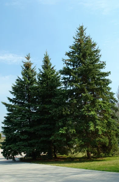 stock image Three trees in the park against the blue sky