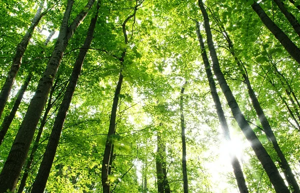 Árboles en el bosque y el cielo azul — Foto de Stock