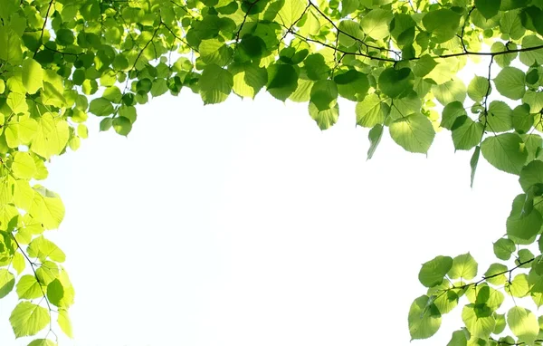 Hojas verdes en una rama en un bosque — Foto de Stock