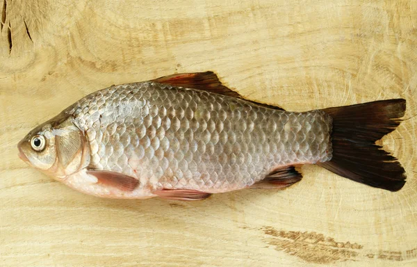 stock image Carp fish