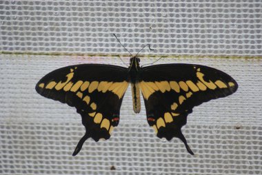 Dev swallowtail - papilio cresphontes