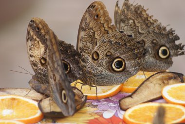 baykuş kelebek - caligo eurilochus