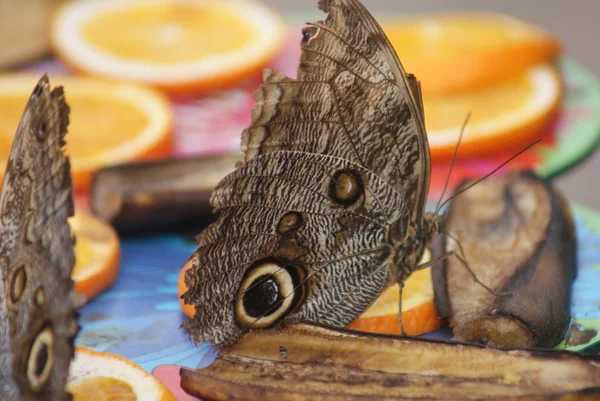 stock image Owl Butterfly - Caligo eurilochus