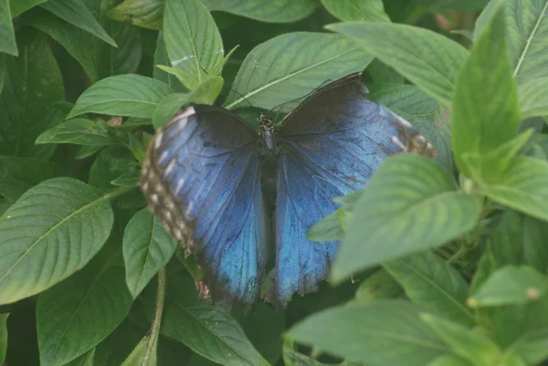 Синій Морфо метелик — стокове фото